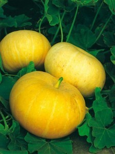 gros jaune de Pariss
