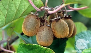 kiwi-fruitier