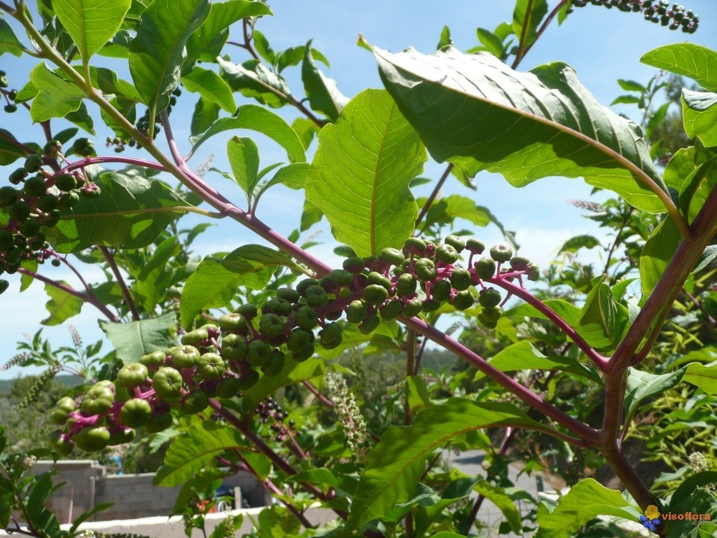 Le Phytolaque Ou Raisin D Am Rique Soci T D Horticulture De Touraine