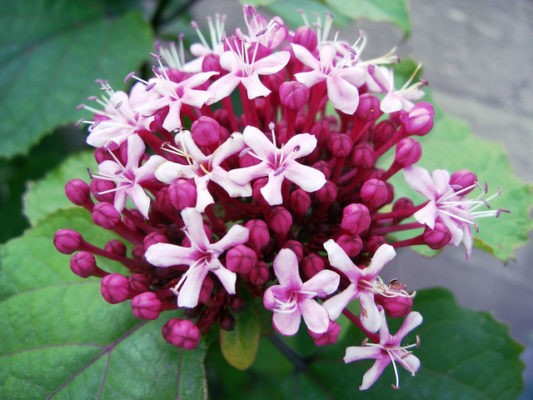 clerodendrum-bungei-fleurs