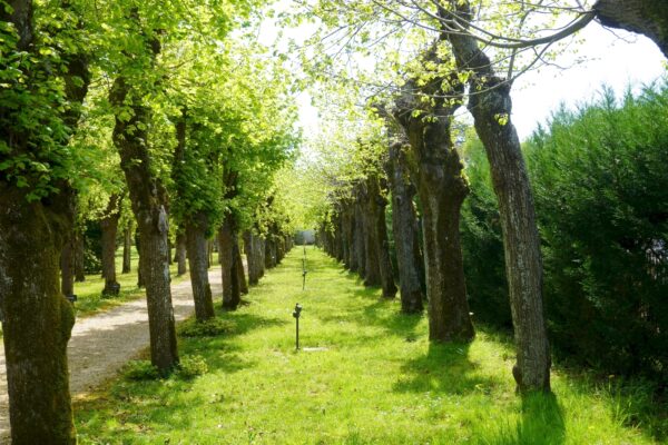La double allée des tilleuls et charmes