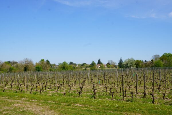 La parcelle de vigne du Lycée horticole