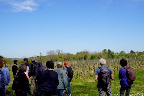 La parcelle de vigne du Lycée horticole
