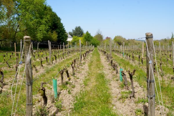 La parcelle de vigne du Lycée horticole