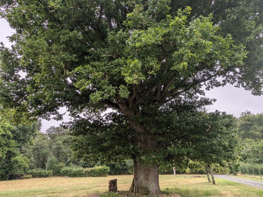 PXL_20250721_064049493