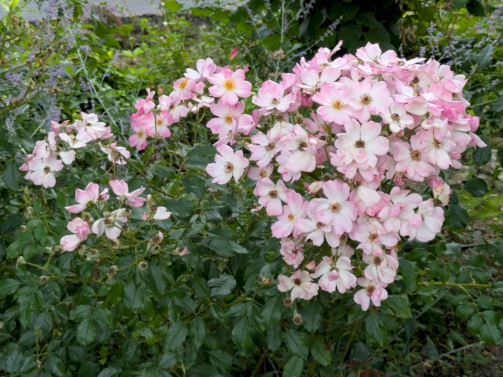 PXL_20250728_100648627